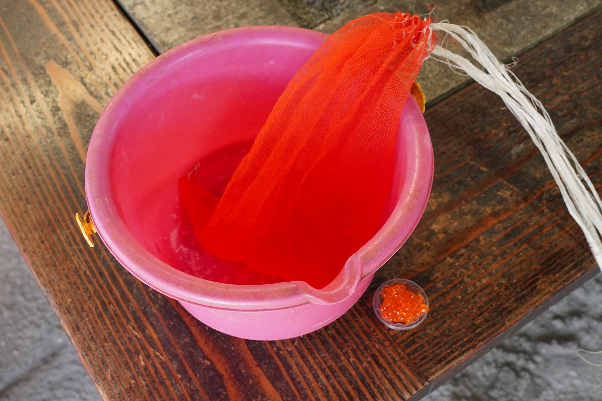 釣った魚の画像12