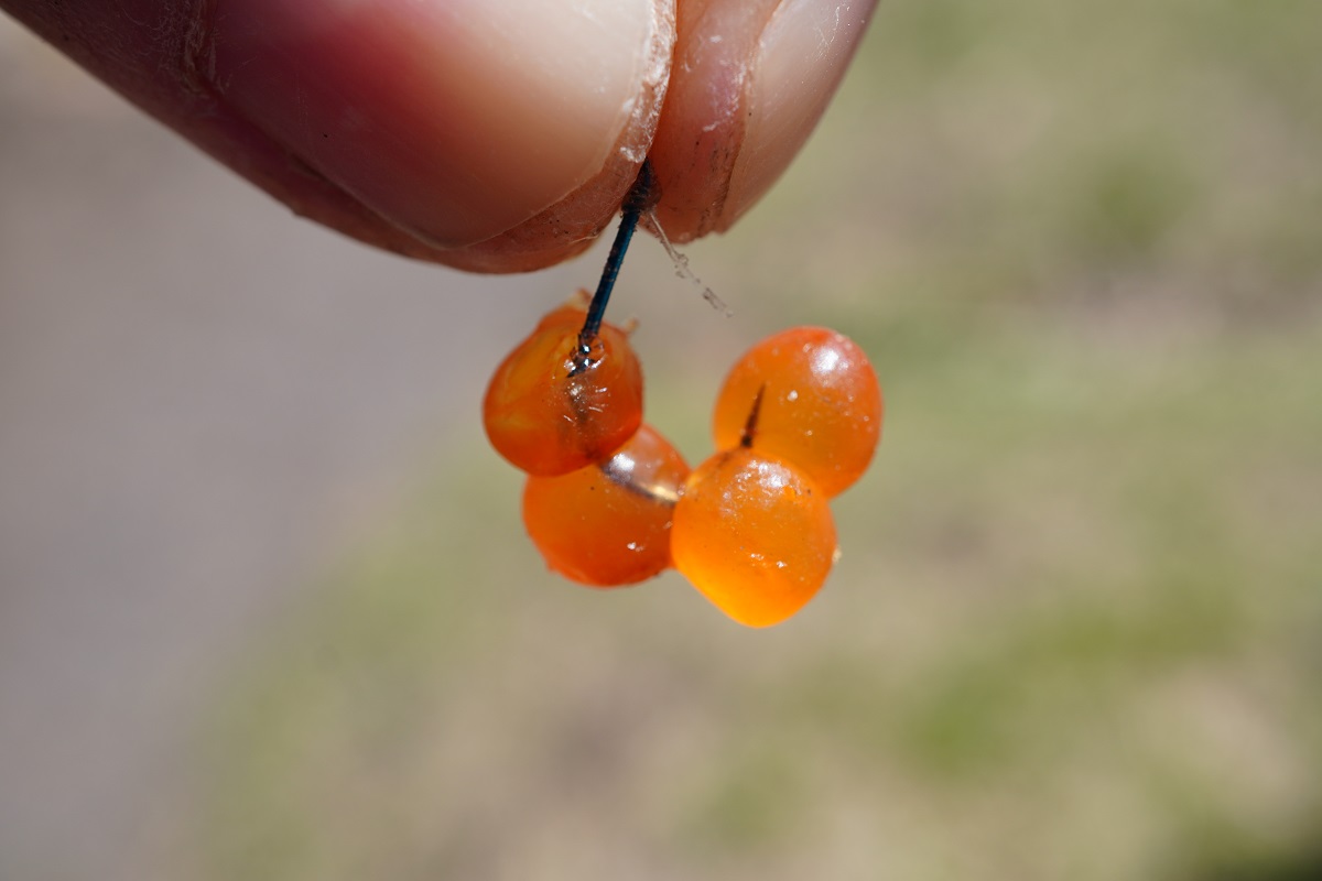 釣った魚の画像13