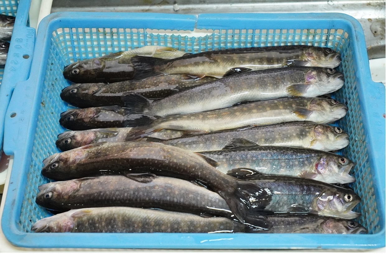 釣った魚の画像16