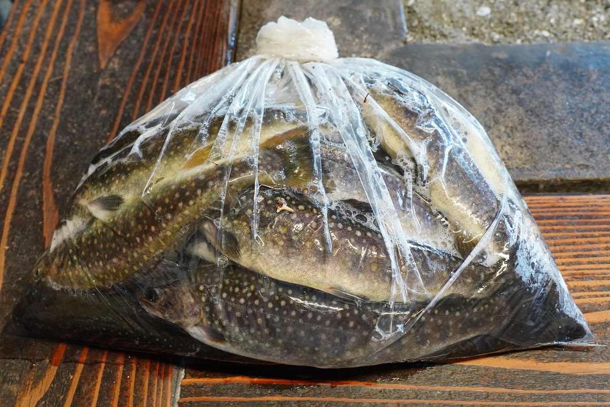釣った魚の画像17